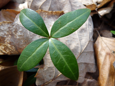 Feuilles opposées coriaces de couleur vert foncé. Ovales-elliptiques, elles sont rétrécies aux 2 bouts. Agrandir dans une nouvelle fenêtre (ou onglet)